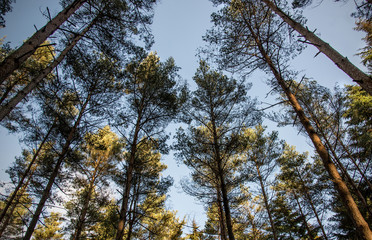 Converging pines, Hemsted forest, Kent, England