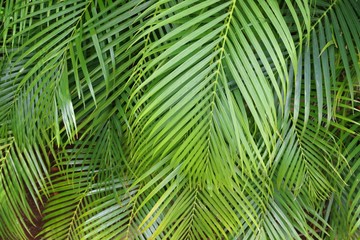 Obraz premium Palm leaves background