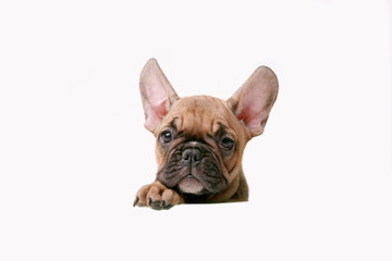 puppy French bulldog head peeking isolated on white background