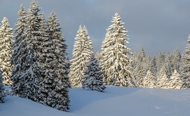 Fir trees forest in the Jura mountain by winter, Switzerland