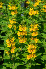 Garden Loosestrife flower grows in the garden (Lysimachia vulgaris)