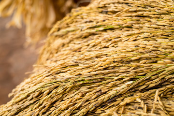 Close up of newly harvested palay. Palay seeds or the rice at stage prior to husking. Rice is the cereal grain is the most widely consumed staple food especially in Asia. Selective focus. Copy space. 