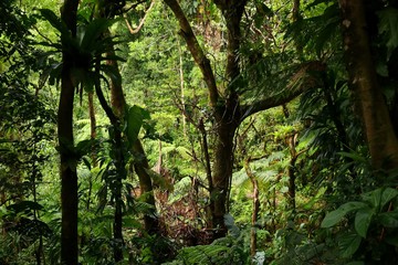 Guadeloupe rainforest hiking