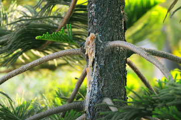 Resin secretion by Captain cook's pine in beautiful winter morning