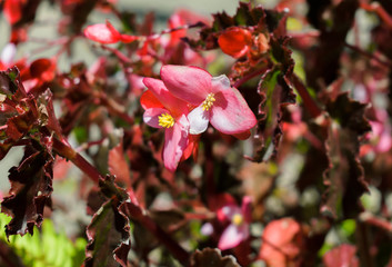 Flores Rosadas