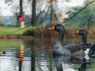 A duck is crossing the river in Het park in rotterdam is very close and is looking for food 