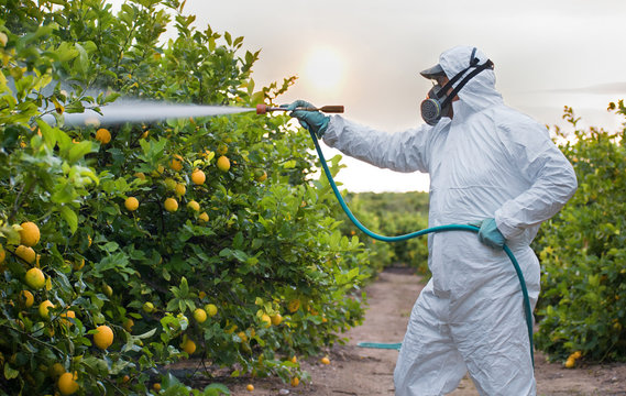 Weed insecticide fumigation. Organic ecological agriculture. Spray pesticides, pesticide on fruit lemon in growing agricultural plantation, spain. Man spraying or fumigating pesti, pest control