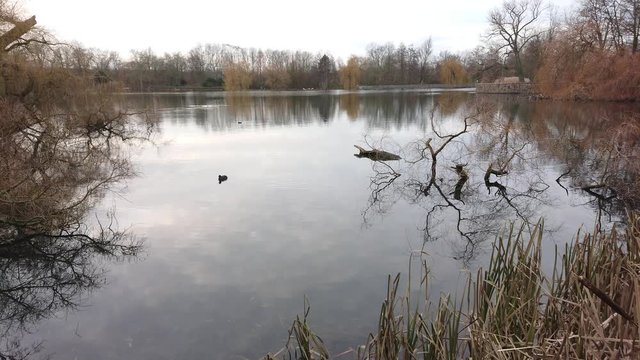 Duck swimming alone in the lake on a cloudy day