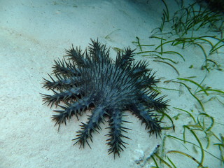 Crown-of-Thorns starfish (Acanthaster solaris), Panglao, The Philippines