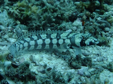 Blackbarred sandperch (Parapercis tetracantha), Panglao, The Philippines