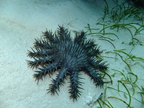 Crown-of-Thorns starfish (Acanthaster solaris), Panglao, The Philippines