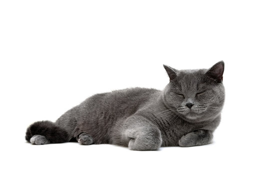 gray cat close-up on a white background