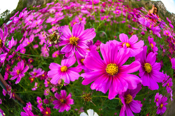 Beautiful cosmos flowers are blooming in the gardens