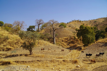 Beautiful african landscape. Baobab trees. Herd of cows going through the field. Ethiopia, Tigray...