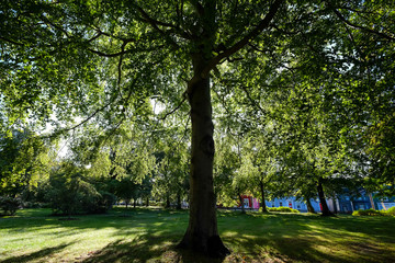 A  large tree with the sun shining through the leaves. The view is from the undercarriage of the tree. 