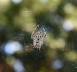 closeup of spider on a web