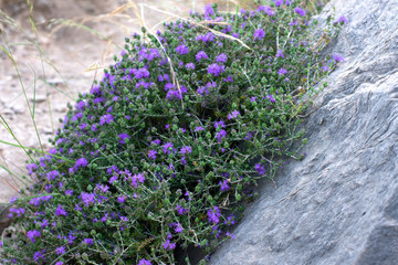Mediterrenean thyme also known as thymbra capitata. Spicy flavoring for meal. Aromatic seasoning...