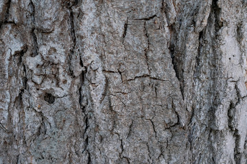 Background made of bark of wood
