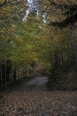 Autumn village trees landscape view. Autumn village scene. 