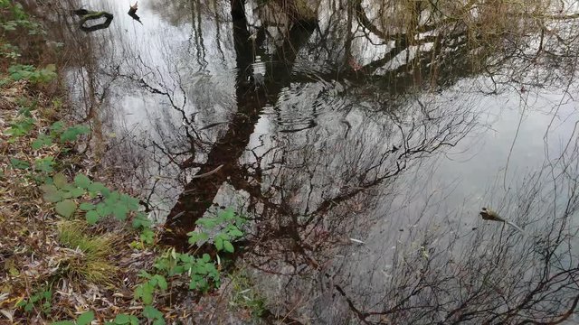 Duck swimming alone in the lake on a cloudy day. Reflections of trees on water.