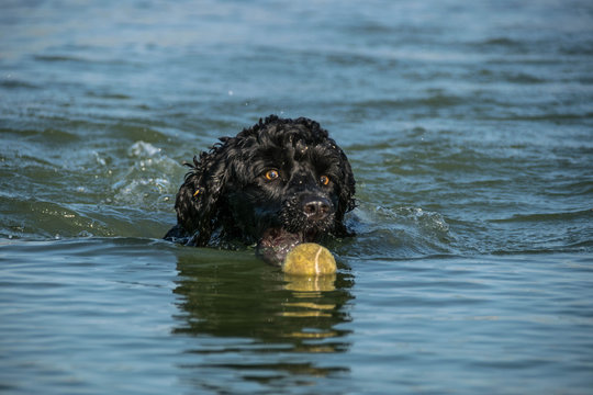 Portugal water dog is swimming in water with her favourite ball.  Dog in amazing autumn photo workshop in Prague.