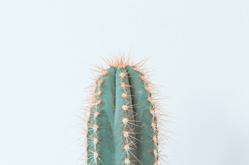 Minimalistic cactus close up on toned light background