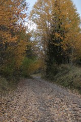 Fototapeta premium Autumn village trees landscape view. Autumn village scene. 