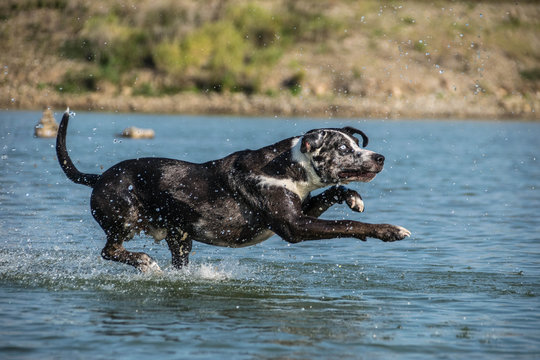 Catahoula Leopard Dog is running in the water. He wants ball in water. Autumn photoshooting in Prague.