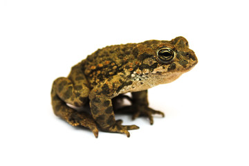 Earthen toad