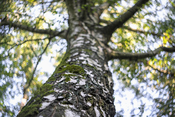 large trees in a forest with lush green foliage, view from below
