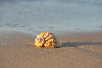 beautiful shell lies on the beach, next to the azure water of the sea