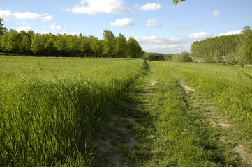 Country road with tall grass and wheat fields