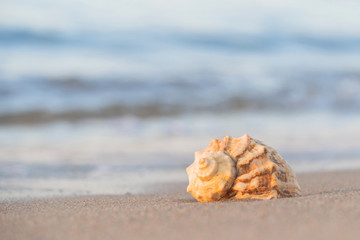 beautiful shell lies on the beach, next to the azure water of the sea