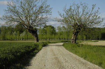 Fototapeta na wymiar Country road with dry trees on the sides