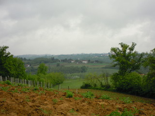 Green hill with rows of vines