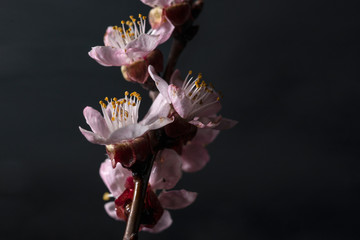 Fototapeta na wymiar sakura flowers on a black background