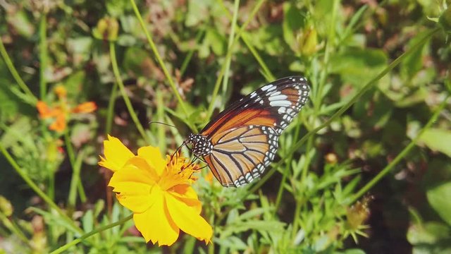 Monarch butterfly feeding food on flower