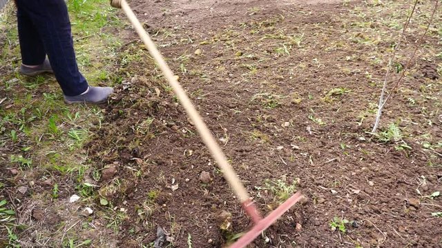 Cleaning the garden with a rake