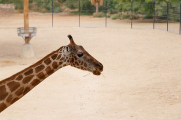 Giraffe head close-up. A beautiful and large mammal. Giraffe eating the fresh leaves