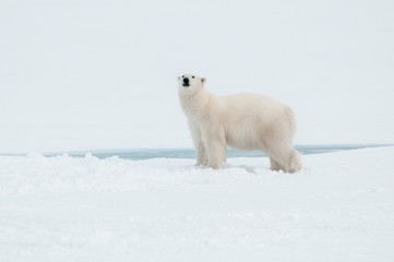Obraz na płótnie Canvas Polar bear north of Spitsbergen (Svalbard) close to the North Pole Norway
