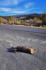 Dead White-tailed or mule doe deer hit by a car or truck lying killed on the roadside, sad roadkill in the Rocky Mountains of Utah. USA.
