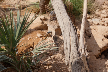 A few individuals Banded mongoose. Mongoose portrait close up. Small predatory mammals
