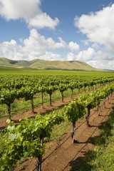 Fototapeta na wymiar Vineyard in Santa Maria California