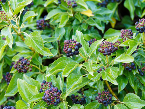 Gemeine Efeu (Hedera helix) oder Gew&ouml;hnlicher Efeu mit Reife Fr&uuml;chte im Herbst und glanzend dunkelgr&uuml;n Bl&auml;tter