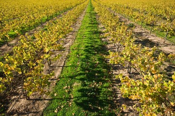 Vineyard in Santa Maria California