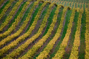 Vineyard in Santa Maria California