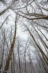Winter scene in forest. Kent England.