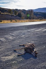 Dead White-tailed or mule doe deer hit by a car or truck lying killed on the roadside, sad roadkill in the Rocky Mountains of Utah. USA.
