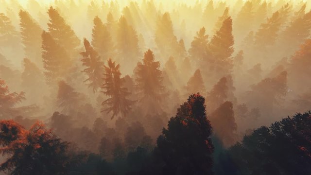 Flight over autumnal pine forest against morning sun