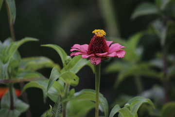 butterfly on flower